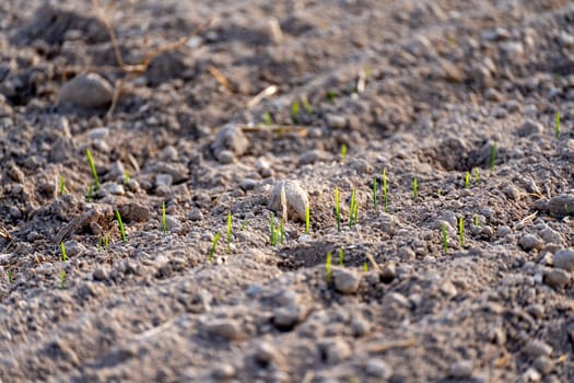 Young plants of winter wheat. Young wheat crop in a field. Field of young wheat, barley, rye. Young green wheat growing in soil