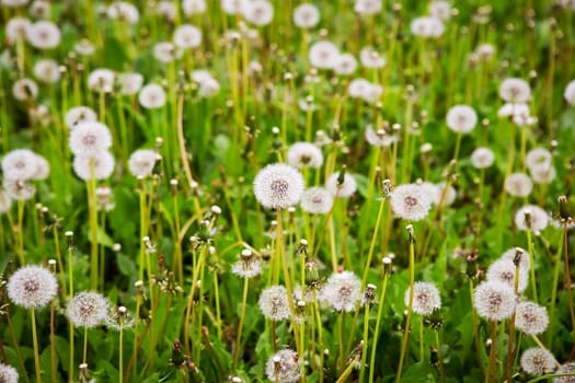 Large meadow with dandelions, closeup. Summer, vacation, travel, walk in the fresh air