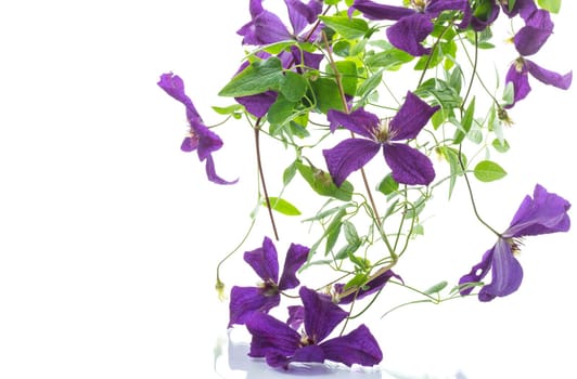 beautiful blooming clematis isolated on a white background