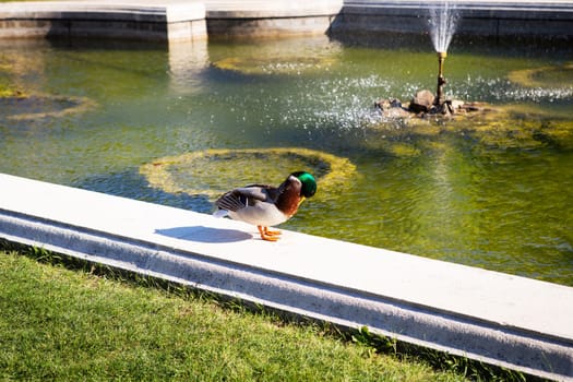 Beautiful park, a duck washes near the fountain. Travel to Sch nbrunn Palace, residence in Vienna, Austria
