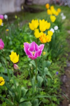 Purple and yellow tulips bloom in a flower bed in a spring garden. Planting and caring for flowers in the flowerbed