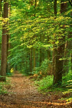 Lush forest in springtime. A photo of forest beauty in springtime