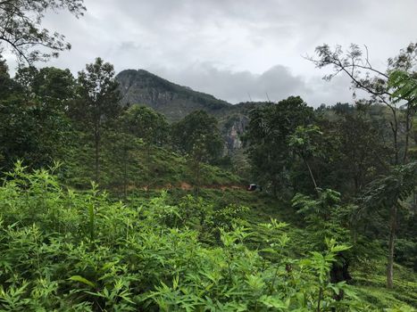 tea plantations in sri lanka. High quality photo