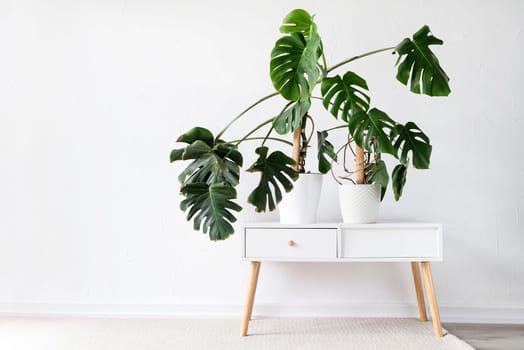 Beautiful monstera plants in a white pots on wooden table on white background. minimalism. Hipster scandinavian style room interior. Empty white wall and copy space