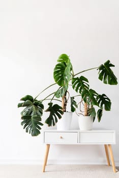 Beautiful monstera plants in a white pots on wooden table on white background. minimalism. Hipster scandinavian style room interior. Empty white wall and copy space