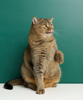 Adult straight-eared Scottish cat on the background of a green chalk board,