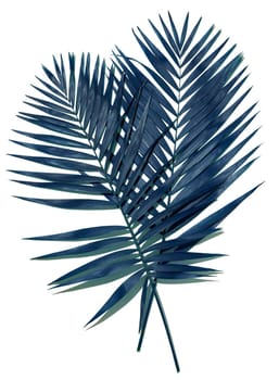 Dark blue palm leaf on a white isolated background