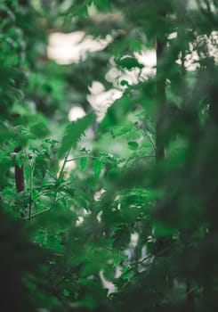 Green tomato leaves in the garden, selective focus