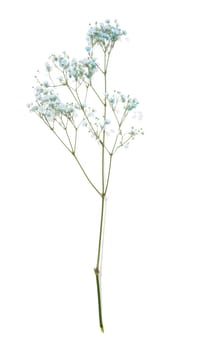 Gypsophilia branch with blue flowers on a white background, top view