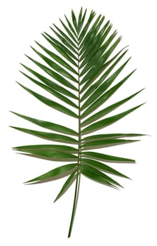 Green palm tree branch isolated on white background, top view