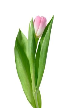 Pink tulip with green leaves on a white isolated background