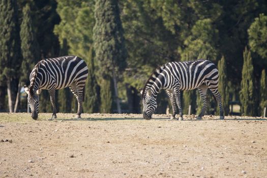 Two zebras grazing in a field i. High quality photo