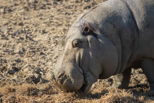 The common hippopotamus, Hippopotamus amphibius, or hippo, is a large, mostly herbivorous, semiaquatic mammal native to sub-Saharan Africa. High quality photo