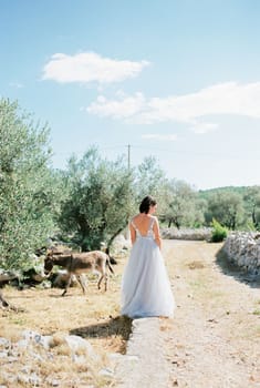 Bride is standing on a path among dry grass in an olive grove. Back view. High quality photo