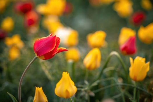 Wild tulip flowers at sunset, natural seasonal background. Multi-colored tulips Tulipa schrenkii in their natural habitat, listed in the Red Book