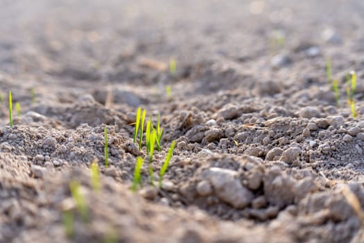 Young plants of winter wheat. Young wheat crop in a field. Field of young wheat, barley, rye. Young green wheat growing in soil