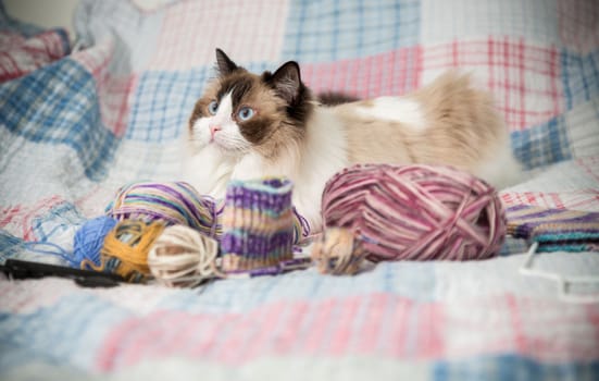 Colored threads, knitting needles and other items for hand knitting and a cute domestic cat Ragdoll on the bed.