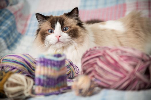 Colored threads, knitting needles and other items for hand knitting and a cute domestic cat Ragdoll on the bed.