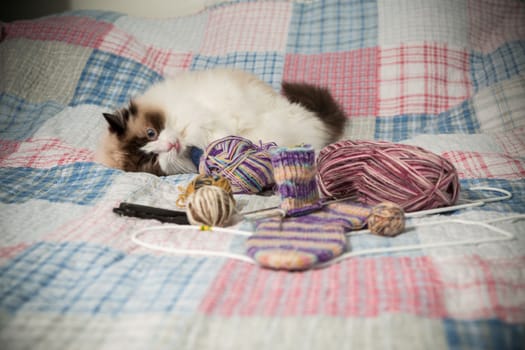 Colored threads, knitting needles and other items for hand knitting and a cute domestic cat Ragdoll on the bed.
