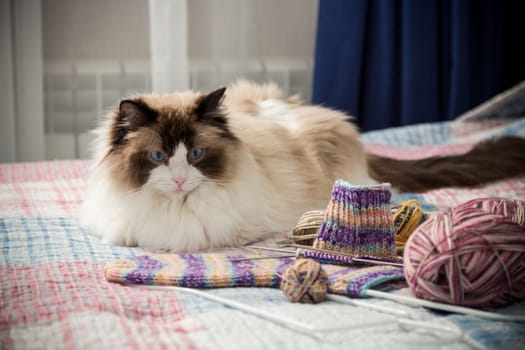 Colored threads, knitting needles and other items for hand knitting and a cute domestic cat Ragdoll on the bed.