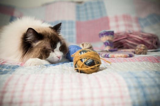Colored threads, knitting needles and other items for hand knitting and a cute domestic cat Ragdoll on the bed.