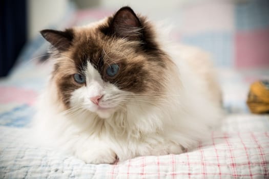 Beautiful domestic purebred cat Ragdoll, lies on the bed at home.