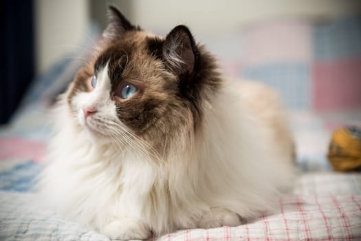 Beautiful domestic purebred cat Ragdoll, lies on the bed at home.