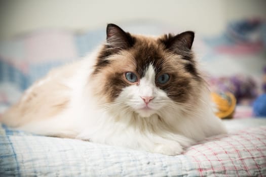 Beautiful domestic purebred cat Ragdoll, lies on the bed at home.