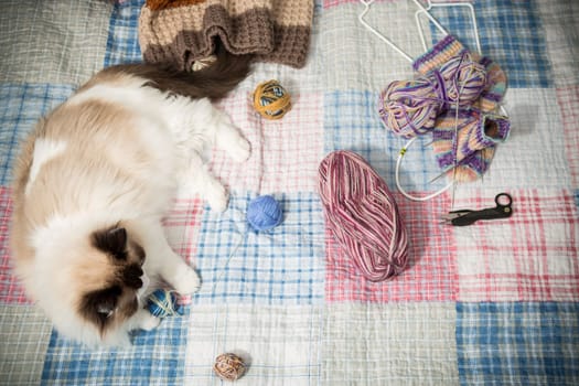 Colored threads, knitting needles and other items for hand knitting and a cute domestic cat Ragdoll on the bed.