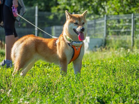 Shiba Inu plays on the dog playground in the park. Cute dog of shiba inu breed walking at nature in summer. walking outside.