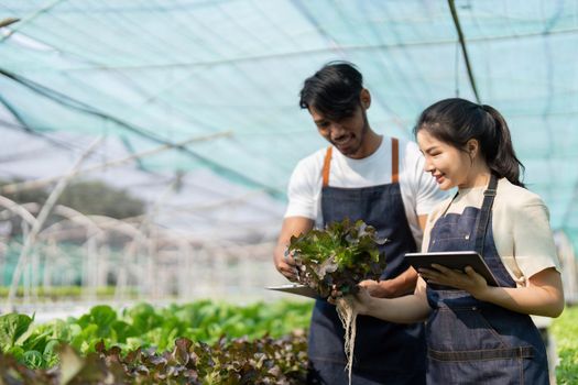 Asian woman and man farmer working together in organic hydroponic salad vegetable farm. using tablet inspect quality of lettuce in greenhouse garden.