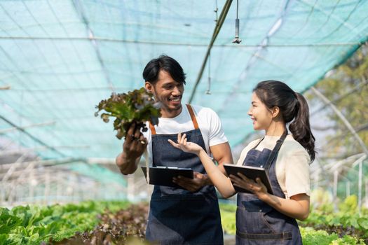 Asian woman and man farmer working together in organic hydroponic salad vegetable farm. using tablet inspect quality of lettuce in greenhouse garden.