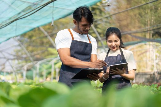 Asian woman and man farmer working together in organic hydroponic salad vegetable farm. using tablet inspect quality of lettuce in greenhouse garden.