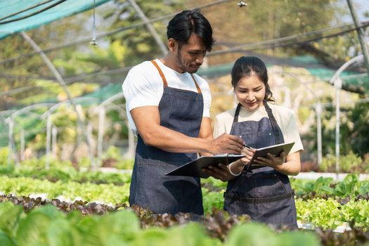 Asian woman and man farmer working together in organic hydroponic salad vegetable farm. using tablet inspect quality of lettuce in greenhouse garden.