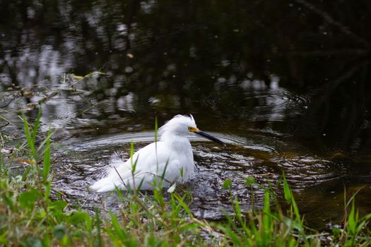 Snowy egret wading in water, found in Everglades, Florida