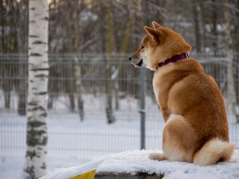 Japanese red coat dog is in winter forest. Portrait of beautiful Shiba inu male standing in the forest on the snow and trees background. High quality photo. Walk in winter