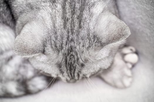 scottish straight cat is sleeping. Close-up of the muzzle of a sleeping cat with closed eyes. Against the backdrop of a light blanket. Favorite pets, cat food