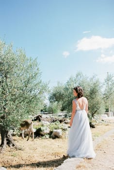 Bride is standing on a path in an olive grove with her head turned to the side. Back view. High quality photo