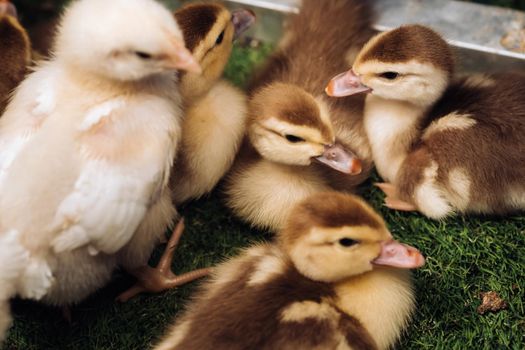 Little chickens and ducklings bask in the sun on the grass.