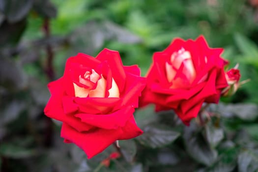 Beautiful Rose and Rosebuds in Rose Garden, Close Up, Selective Focus