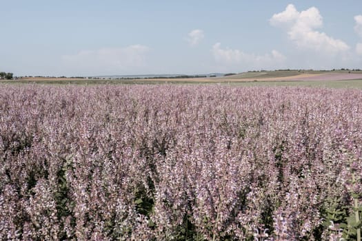 Field of Clary sage - Salvia Sclarea in bloom, cultivated to extract the essential oil and honey. Field with blossom sage plants during golden sunset, relaxing nature view.