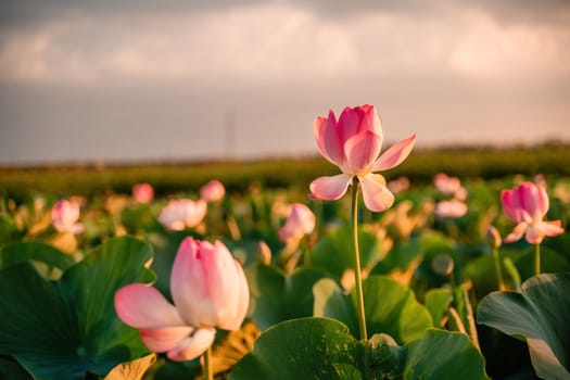 Sunrise in the field of lotuses, Pink lotus Nelumbo nucifera sways in the wind. Against the background of their green leaves. Lotus field on the lake in natural environment