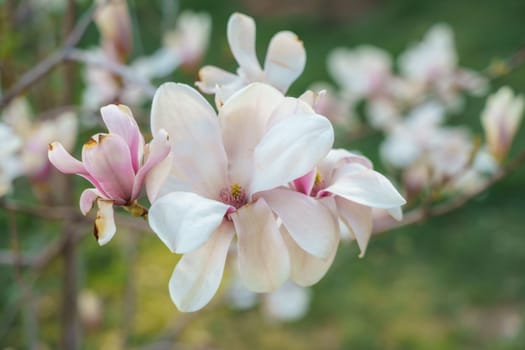 Flower magnolia blossoms on green grass background