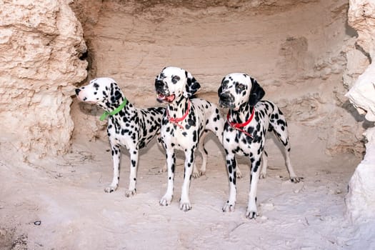 Portrait of three beautiful young Dalmatian dogs standing in a cave.