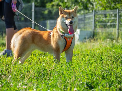 Shiba Inu plays on the dog playground in the park. Cute dog of shiba inu breed walking at nature in summer. walking outside.