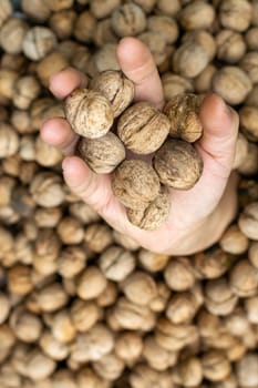 Walnuts in hands. The concept of business growth, profit. Selective focus. Vertical photo