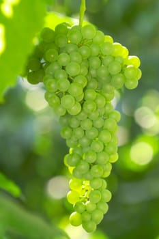 Ripe grape close up on grapes in a vineyard, grape harvest concept. Vertical photo