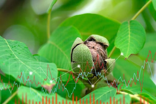 Growing walnuts digital graph. Futuristic technology trend. Sustainable development.