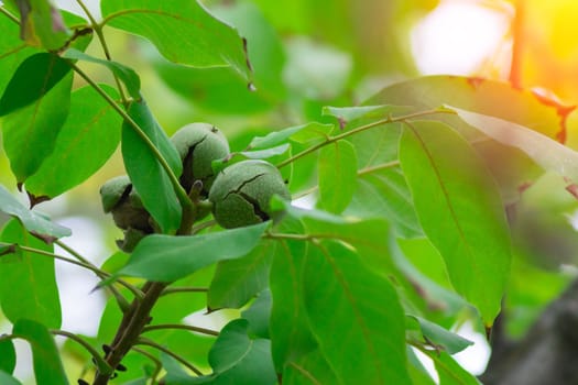 Walnuts on the tree on natural background. Ripe nuts on a tree autumn, harvest