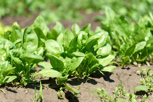 Rows of green spinach on a field. Young leaves leaf leaf green in rows, agriculture.